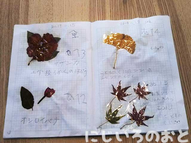 自然とふれあう秋さんぽ♪拾った植物で作る本物図鑑のすすめ
